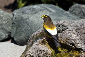 Evening Grosbeak
